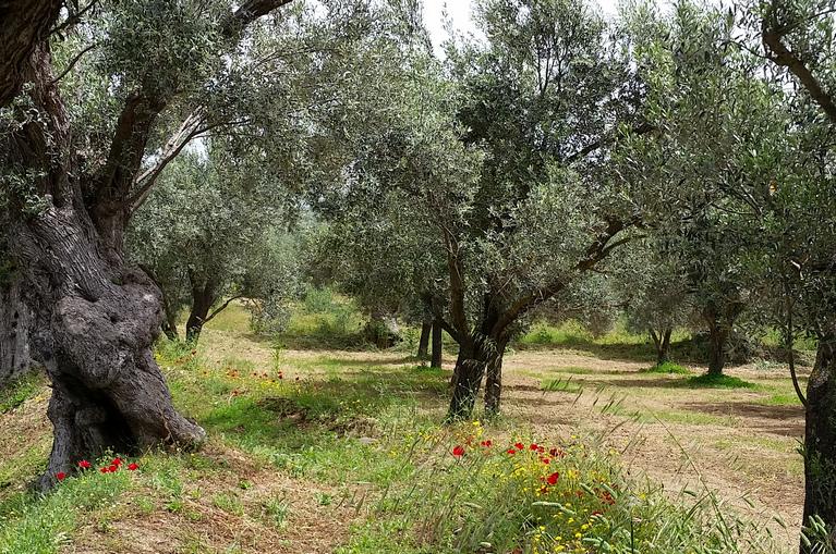 Evia: olive grove