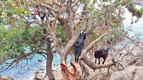 Kiri Kiri geiten op Kreta